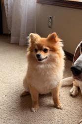 Lost Female Dog last seen Edgehill Rd and Eaton Ln, Greendale, WI 53129