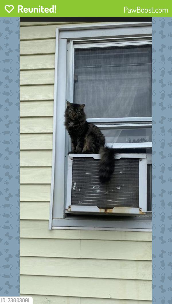 Reunited Male Cat last seen Swygart and indiana, South Bend, IN 46613