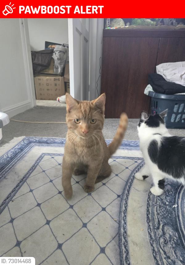 Lost Male Cat last seen Berry hill fields , Stoke-on-Trent, England ST2 0AR