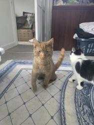 Lost Male Cat last seen Berry hill fields , Stoke-on-Trent, England ST2 0AR