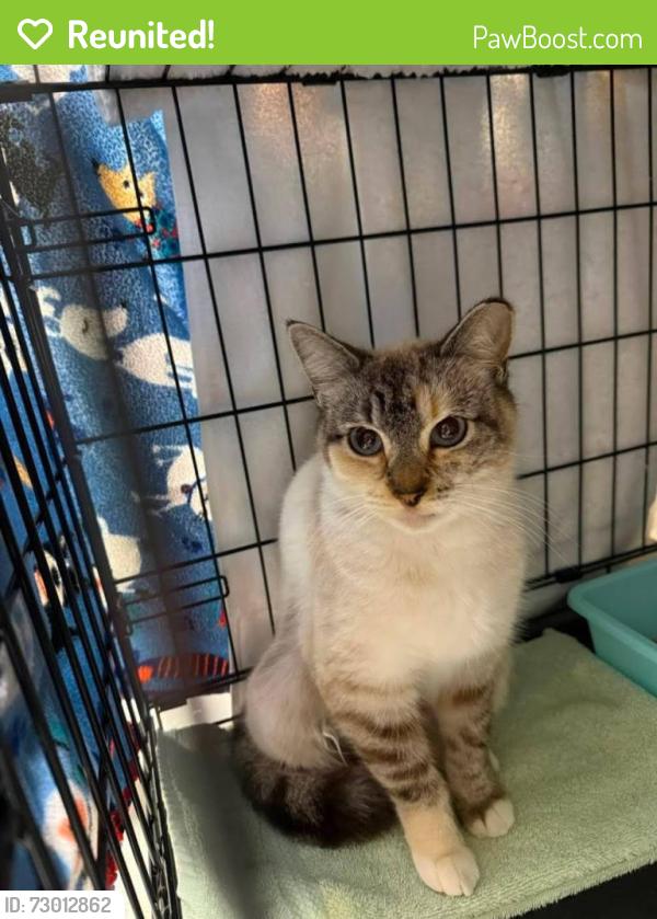 Reunited Female Cat last seen Old bethel rd, Crestview, FL 32536