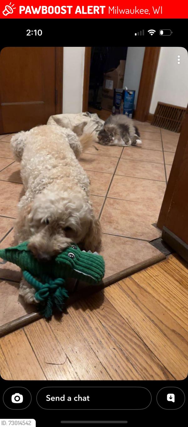 Lost Female Dog last seen Near N Sholes , Milwaukee, WI 53210