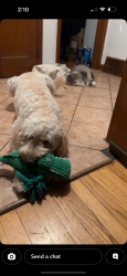 Lost Female Dog last seen Near N Sholes , Milwaukee, WI 53210