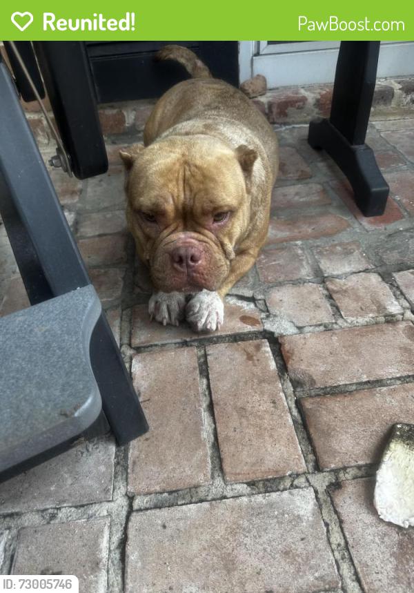 Reunited Female Dog last seen i10, Houston, TX 77042