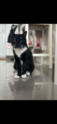 Lost Male Cat last seen Dartford avenue and Mottingham road, Greater London, England N9 8BH