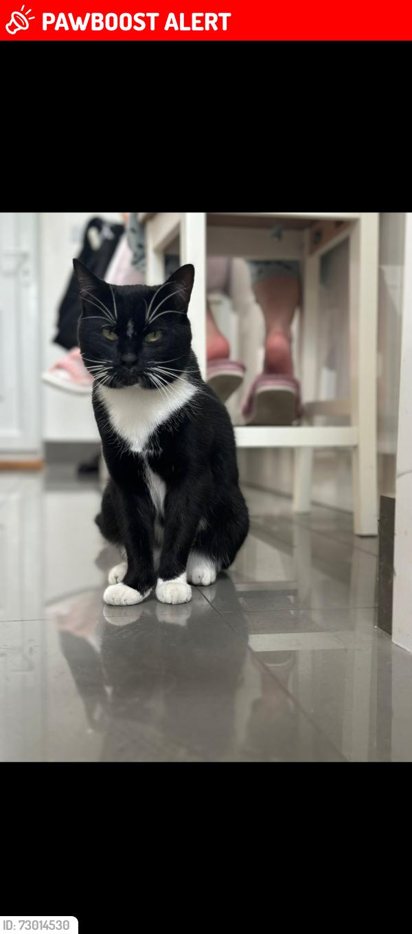 Lost Male Cat last seen Dartford avenue and Mottingham road, Greater London, England N9 8BH
