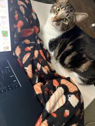 Lost Male Cat last seen Haggerty and Bozeman Trail, Bozeman, MT 59715