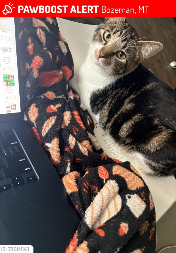 Lost Male Cat last seen Haggerty and Bozeman Trail, Bozeman, MT 59715