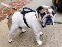 Found/Stray Male Dog last seen Wellsmark & Glenhew, Atascocita, TX 77346
