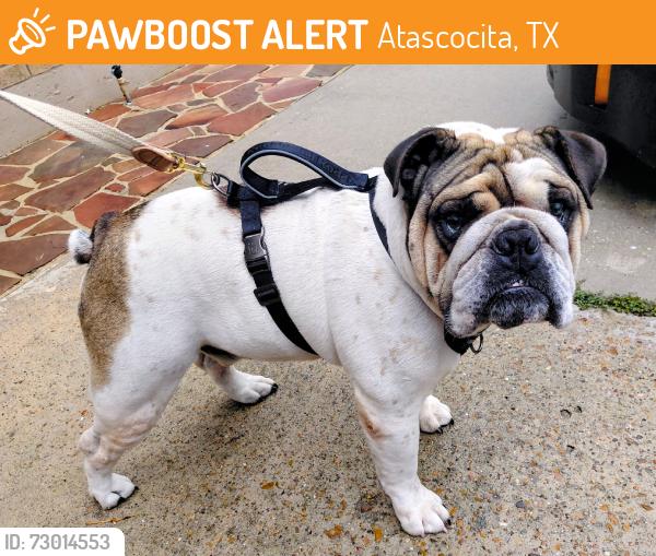 Found/Stray Male Dog last seen Wellsmark & Glenhew, Atascocita, TX 77346