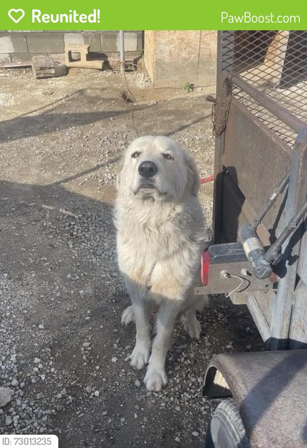 Reunited Male Dog last seen 9th st and eastend , Pomona, CA 91766
