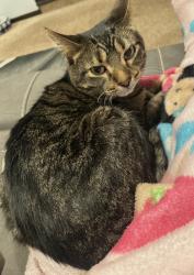 Reunited Male Cat last seen Near W Potawatomi Dr, Palos Heights, IL 60463