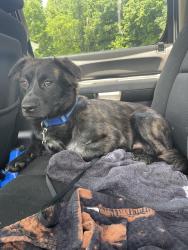 Found/Stray Male Dog last seen North roan street by scratch brick oven., Johnson City, TN 37601