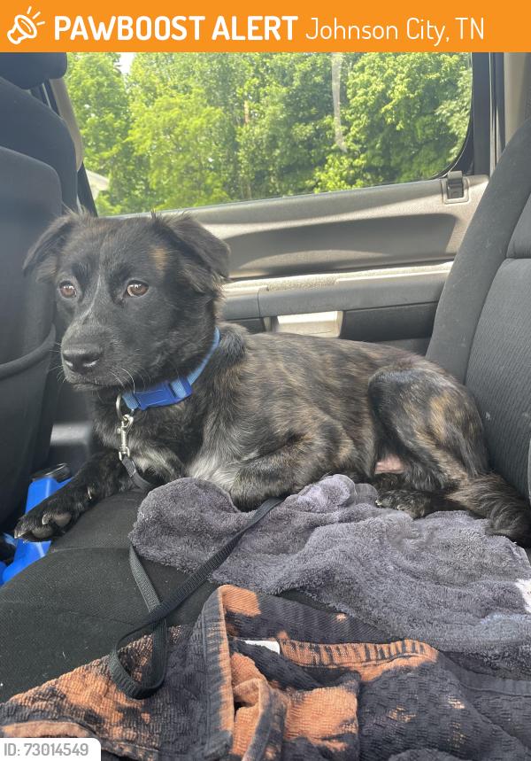 Found/Stray Male Dog last seen North roan street by scratch brick oven., Johnson City, TN 37601
