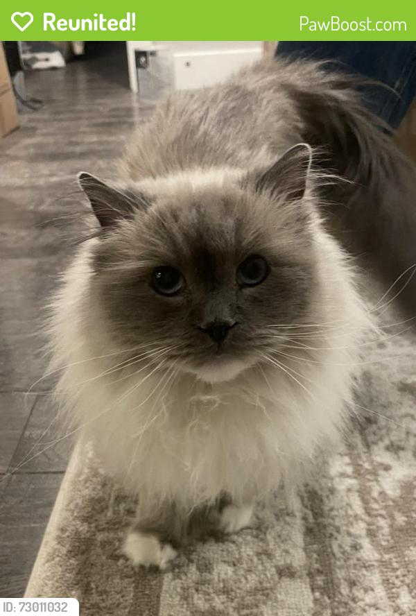 Reunited Female Cat last seen E Black Gold Street , Boise, ID 83716