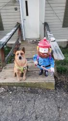 Lost Male Dog last seen Corner of Aiken rd and goldview rd, Asheville, NC 28804