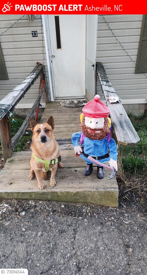 Lost Male Dog last seen Corner of Aiken rd and goldview rd, Asheville, NC 28804