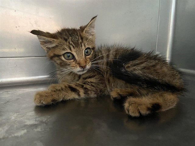 Shelter Stray Male Cat last seen , 4275 Elton St, Baldwin Park, CA 91706, USA