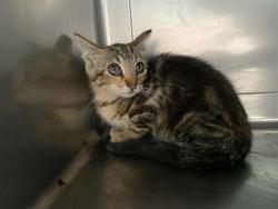 Shelter Stray Female Cat last seen , 4275 Elton St, Baldwin Park, CA 91706, USA