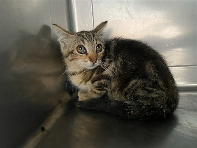 Shelter Stray Female Cat last seen , 4275 Elton St, Baldwin Park, CA 91706, USA