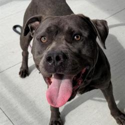 Shelter Stray Male Dog last seen Near, 2600 S Harding St, Indianapolis, IN 46221, USA