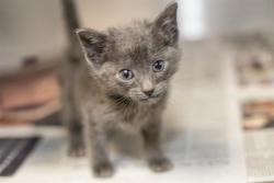 Shelter Stray Male Cat last seen CHARLOTTE, 8315 Byrum Dr, Charlotte, NC 28217, USA