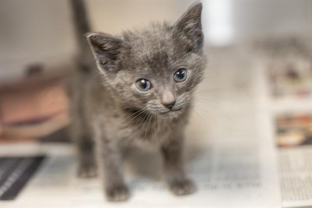 Shelter Stray Male Cat last seen CHARLOTTE, 8315 Byrum Dr, Charlotte, NC 28217, USA