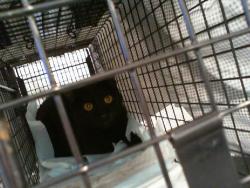 Shelter Stray Male Cat last seen CHARLOTTE, 8315 Byrum Dr, Charlotte, NC 28217, USA