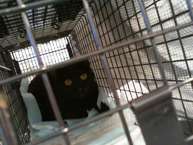 Shelter Stray Male Cat last seen CHARLOTTE, 8315 Byrum Dr, Charlotte, NC 28217, USA