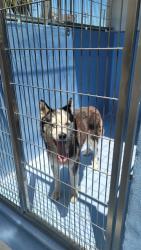 Shelter Stray Male Dog last seen , 11258 Garfield Ave, Downey, CA 90242, USA