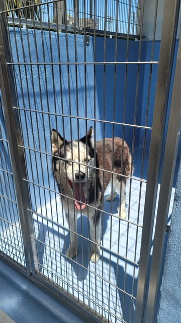 Shelter Stray Male Dog last seen , 11258 Garfield Ave, Downey, CA 90242, USA