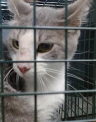 Shelter Stray Unknown Cat last seen , 2811 SE 29th St, Oklahoma City, OK 73129, USA