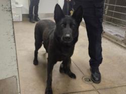 Shelter Stray Female Dog last seen , 14409 Vanowen St, Van Nuys, CA 91405, USA