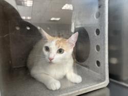 Shelter Stray Female Cat last seen , 957 N Gaffey St, San Pedro, CA 90731, USA