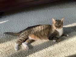 Lost Male Cat last seen St John’s Country Day School , Orange Park, FL 32073