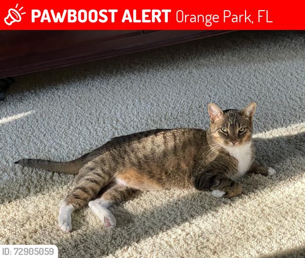 Lost Male Cat last seen St John’s Country Day School, Orange Park, FL 32073