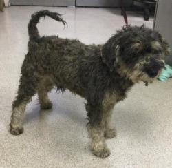 Shelter Stray Male Dog last seen JONES ST, RIVERSIDE, CA, 6851 Van Buren Boulevard, Jurupa Valley, CA 92509, USA