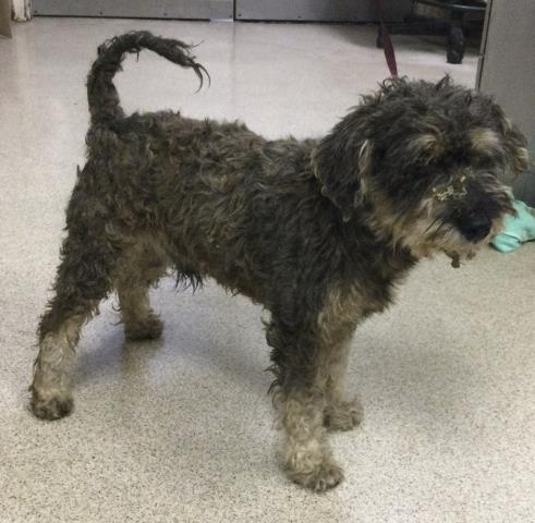 Shelter Stray Male Dog last seen JONES ST, RIVERSIDE, CA, 6851 Van Buren Boulevard, Jurupa Valley, CA 92509, USA