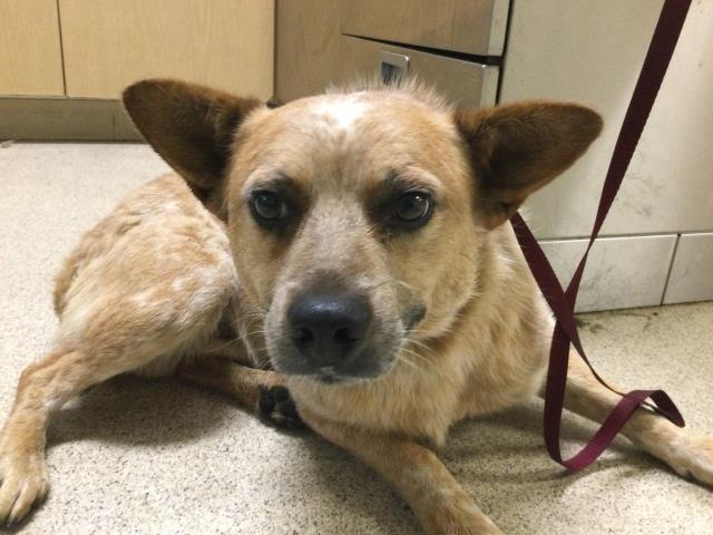 Shelter Stray Male Dog last seen JONES ST, RIVERSIDE, CA, 6851 Van Buren Boulevard, Jurupa Valley, CA 92509, USA
