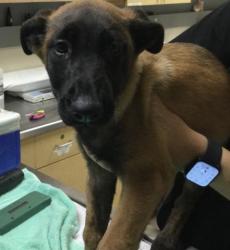 Shelter Stray Female Dog last seen Near BLOCK WARREN RD, PERRIS, CA, 6851 Van Buren Boulevard, Jurupa Valley, CA 92509, USA