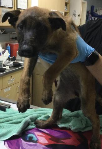 Shelter Stray Female Dog last seen Near BLOCK WARREN RD, PERRIS, CA, 6851 Van Buren Boulevard, Jurupa Valley, CA 92509, USA