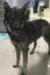 Shelter Stray Male Dog last seen Near BLOCK MARSHALL RD, PERRIS, CA, 6851 Van Buren Boulevard, Jurupa Valley, CA 92509, USA