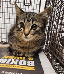 Shelter Stray Female Cat last seen , 11361 W Pico Blvd, Los Angeles, CA 90064, USA