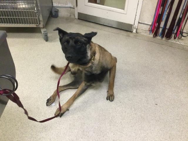 Shelter Stray Male Dog last seen Near BLOCK MONROE ST, RIVERSIDE CA 92504, 6851 Van Buren Boulevard, Jurupa Valley, CA 92509, USA