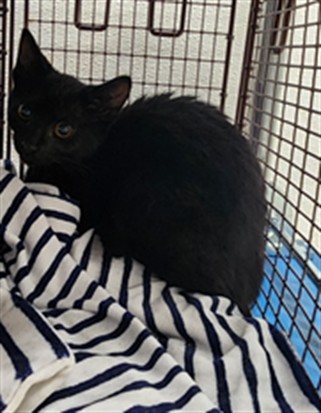 Shelter Stray Male Cat last seen , 11361 W Pico Blvd, Los Angeles, CA 90064, USA
