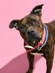 Shelter Stray Female Dog last seen Near BLOCK SYCAMORE ST, 2020 Forest St, Jacksonville, FL 32204, USA