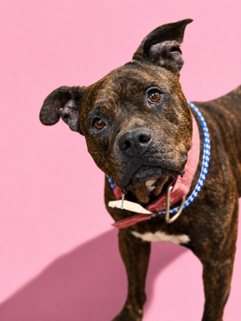 Shelter Stray Female Dog last seen Near BLOCK SYCAMORE ST, 2020 Forest St, Jacksonville, FL 32204, USA