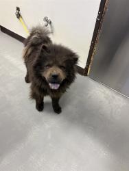 Shelter Stray Male Dog last seen Near BLK OHMAN CT, BAKERSFIELD, CA, 201 S Mt Vernon Ave, Bakersfield, CA 93307, USA
