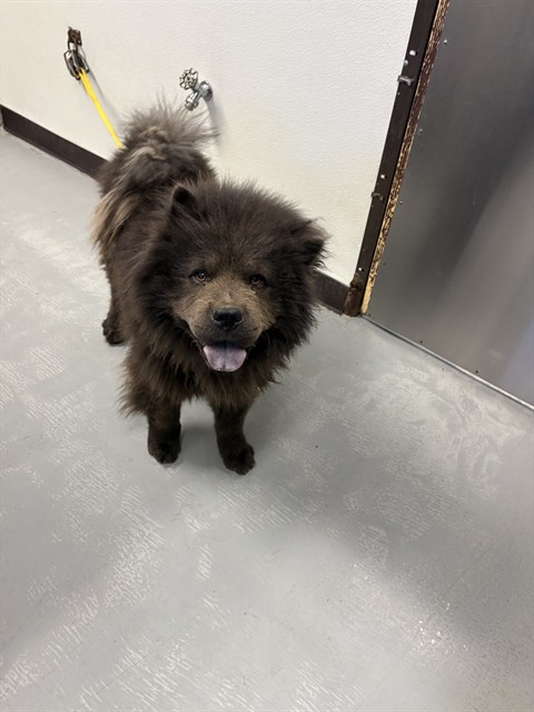 Shelter Stray Male Dog last seen Near BLK OHMAN CT, BAKERSFIELD, CA, 201 S Mt Vernon Ave, Bakersfield, CA 93307, USA