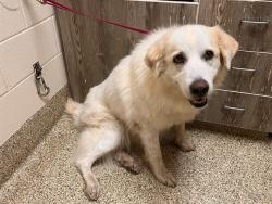 Shelter Stray Female Dog last seen Near BLOCK POINDEXTER RD, MANGHAM, LA 71259, 610 Abbot Ln, Colorado Springs, CO 80905, USA